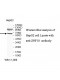 ZNF10 Antibody