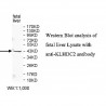 KLHDC2 Antibody