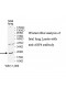 ARF4 Antibody