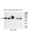 ARFGAP1 Antibody