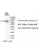 ARHGAP26 Antibody