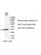 SNAI2 Antibody