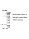 TDGF1 Antibody