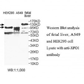 XPO1 Antibody