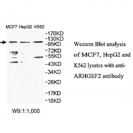 ARHGEF2 Antibody