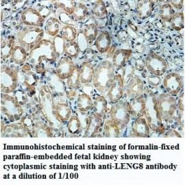 LENG8 Antibody