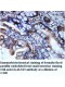 LGALS13 Antibody