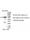ZNF266 Antibody