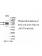 ZNF274 Antibody