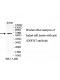 ZNF317 Antibody