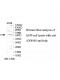 ZNF419 Antibody