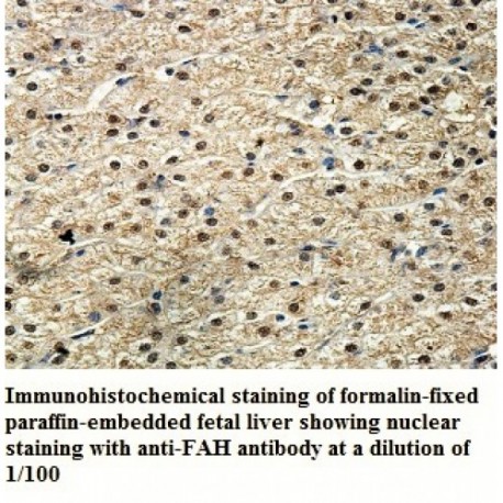 FAH Antibody