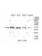 TARBP2 Antibody