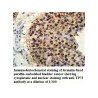 TP73 Antibody