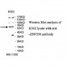 ZNF350 Antibody