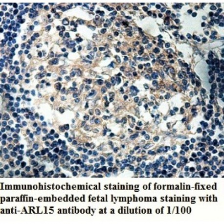 ARL15 Antibody