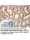 FARS2 Antibody