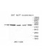 FARS2 Antibody