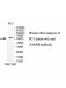 FARSB Antibody