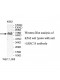 LRRC15 Antibody