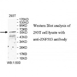 ZNF513 Antibody