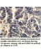 LRRC46 Antibody