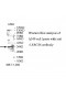 LRRC46 Antibody