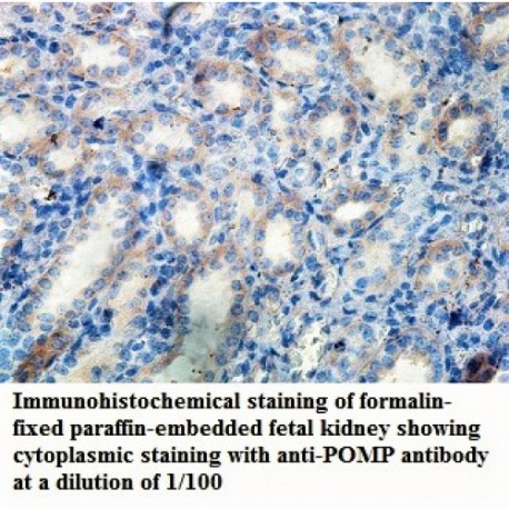 POMP Antibody