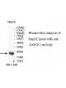 ZNF581 Antibody
