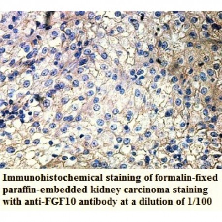 FGF10 Antibody