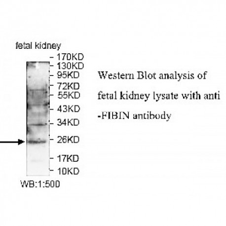 FIBIN Antibody