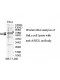 ASH2L Antibody