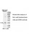 EIF4H Antibody