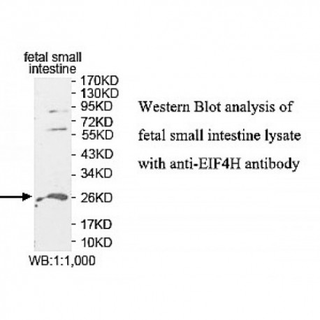 EIF4H Antibody