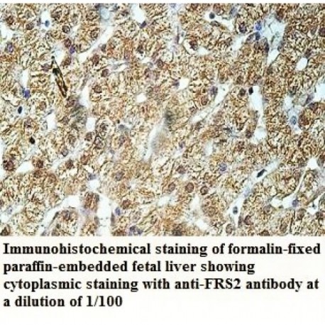 FRS2 Antibody