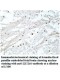 ZBTB49 Antibody