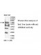 ZBTB49 Antibody