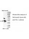 FHL1 Antibody