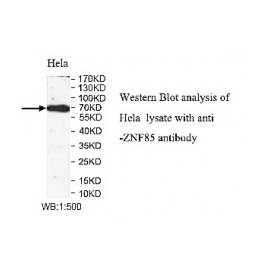 ZNF597 Antibody