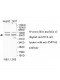 ZNF768 Antibody