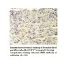 ZPBP Antibody