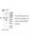 RIC8B Antibody