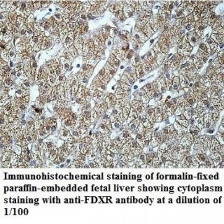 FDXR Antibody