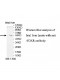 FDXR Antibody