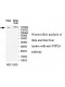 TOP2A Antibody
