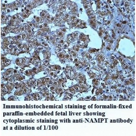 NAMPT Antibody