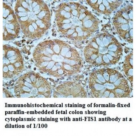 FIS1 Antibody