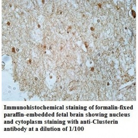 Clusterin Antibody