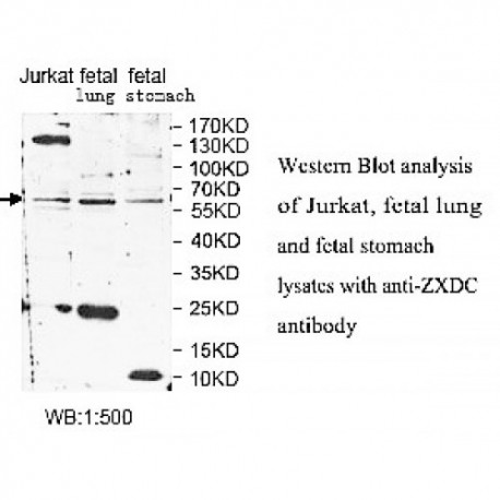 ZXDC Antibody