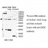 ZXDC Antibody